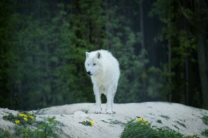 Wolf Packs in Oregon: Habitat, Behavior, and Human Interactions