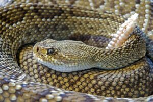 Key Rattlesnake Species and Habitats in the Americas