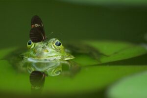 The World's Most Adorable Frogs: A Closer Look