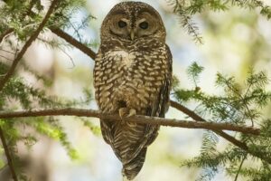 The Diverse Functions of Spotted Owl Feathers