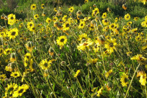 Coastal Sunflower: Traits, Habitat, and Survival Adaptations