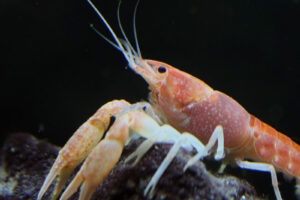 Miami Cave Crayfish: Habitat, Traits, and Conservation Status