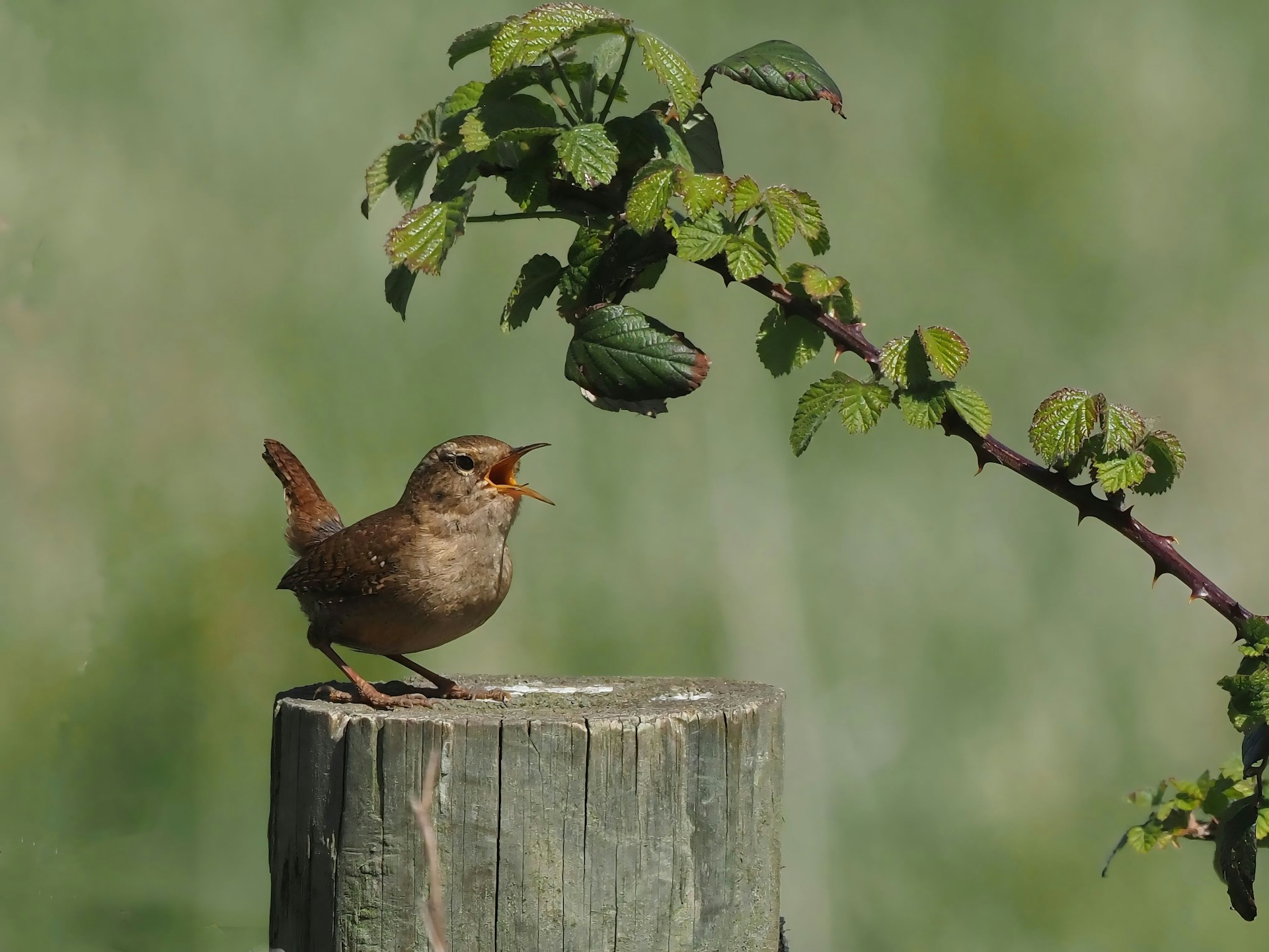 Why Do Birds Chirp Before A Storm Biology Insights